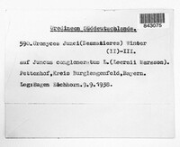 Uromyces junci image